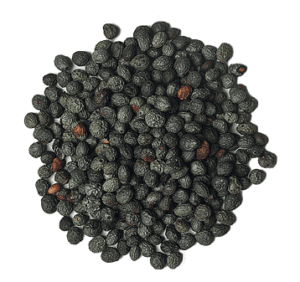 Terebinth (Pistacia Palaestina)